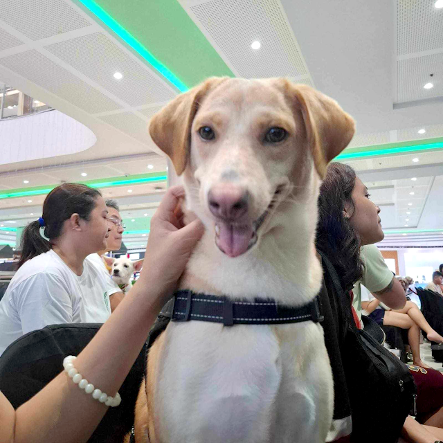 Happier and Healthier Super Pets at SM